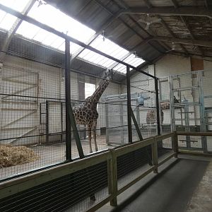 Giraffe house
