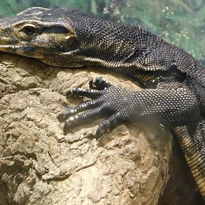 Asian Water Monitor (Varanus salvator) August 2, 2025