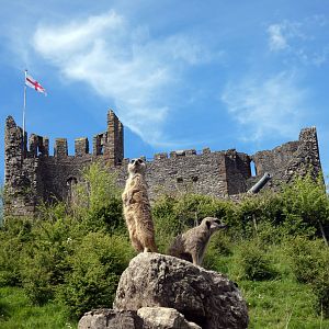 Meerkat and Castle