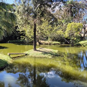 Broad-snouted Caiman pond