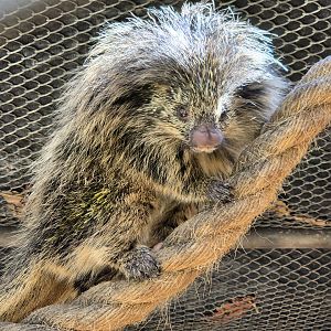 Paraguaian hairy dwarf porcupine