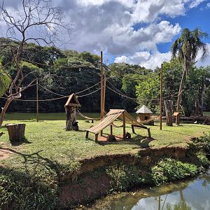 White-whiskered Spider Monkey Island