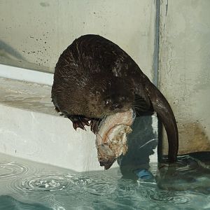 Neotropical Otter