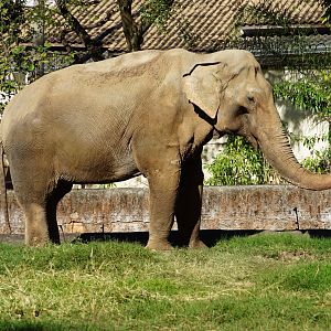 Asian Elephant