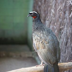 White-browed Guan