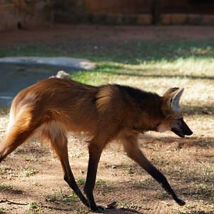 Maned Wolf
