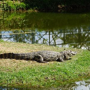 Broad-snouted Caiman