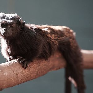 Western Black-handed Tamarin