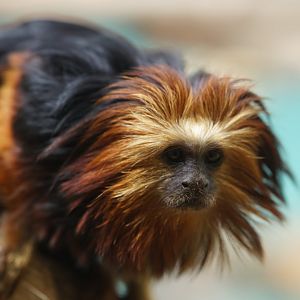 Golden-headed Lion Tamarin
