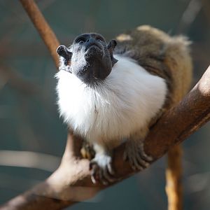 Pied Tamarin