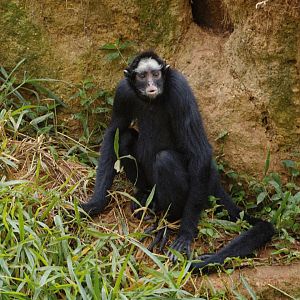 White-whiskered Spider Monkey