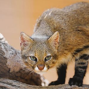 Pantanal Cat