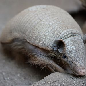 Greater Naked-tailed Armadillo