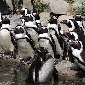 African penguins (Spheniscus demersus), 2025-05-17