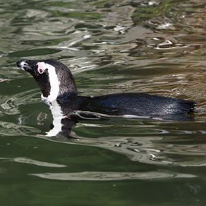 Swimming African penguin (Spheniscus demersus), 2025-05-17