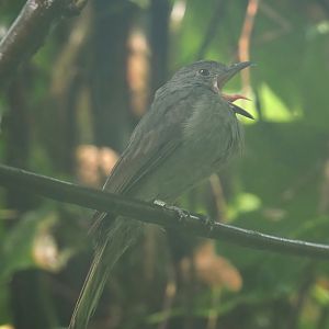 Screaming piha (Lipaugus vociferans) doing what it does best, 2025-05-17