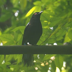 Asian fairy-bluebird (Irena puella), 2025-05-17