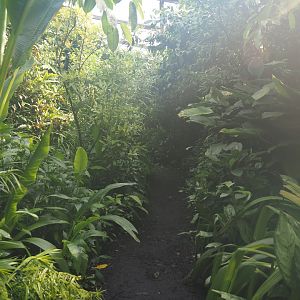 Walkway in the upper section of Burgers' Bush, 2025-05-17