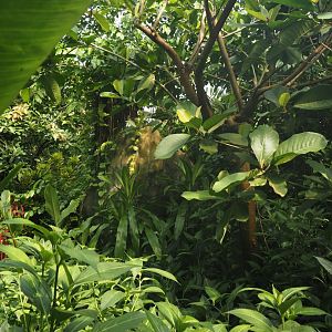 View in the upper section of Burgers' Bush, with rock serving as cave for Seba's short-tailed bats, 2025-05-17