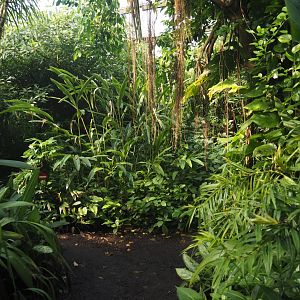 Walkway in Burgers' Bush, 2025-05-17