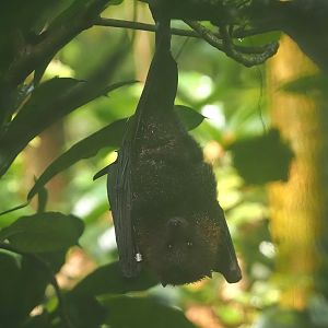 Rodriguez flying fox (Pteropus rodricensis), 2025-05-17