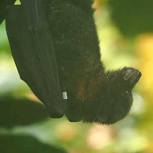 Rodriguez flying fox (Pteropus rodricensis), 2025-05-17