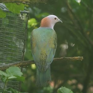 Chestnut-naped imperial pigeon (Ducula aenea paulina), 2025-05-17