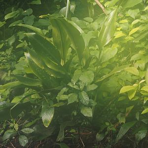 Dracaena bushii, 2025-05-17