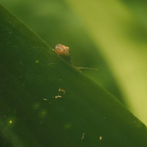 Wild snail in the Bush (species unknown), 2025-05-17