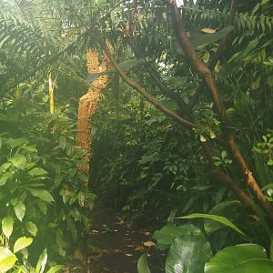 Walkway in Burgers' Bush, 2025-05-17