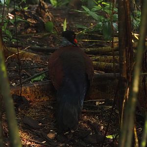 Green-naped pheasant-pigeon (Otidiphaps nobilis), 2025-05-17
