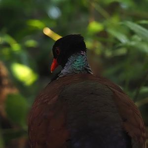 Green-naped pheasant-pigeon (Otidiphaps nobilis), 2025-05-17