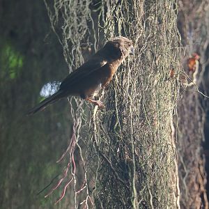 Chestnut-bellied seedeater (Sporophila castaneiventris), 2025-05-17
