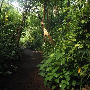 Walkway in Burgers' Bush, 2025-05-17