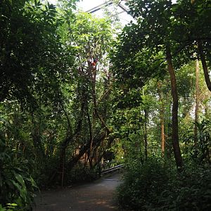 Walkway in Burgers' Bush, 2025-05-17