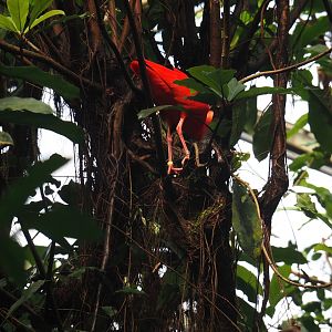 Scarlet ibis (Eudocimus ruber), 2025-05-17
