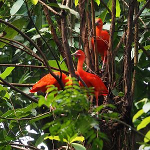 Scarlet ibises (Eudocimus ruber), 2025-05-17