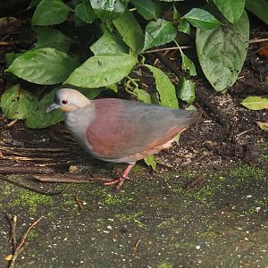 Crested quail-dove (Geotrygon versicolor), 2025-05-17