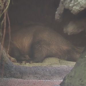 Sleeping Aardvark (Orycteropus afer), 2025-05-17