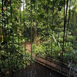 View from behind the waterfall in Burgers' Bush, 2025-05-17