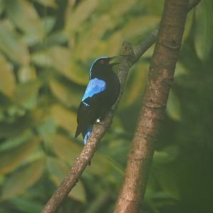 Asian fairy-bluebird (Irena puella), 2025-05-17