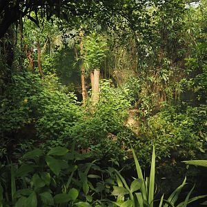 View in the caiman area in Burgers' Bush, 2025-05-17