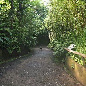 Walkway in the caiman area in Burgers' Bush, 2025-05-17
