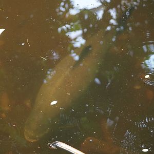 Tambaqui (Colossoma macropomum), 2025-05-17