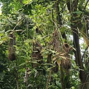 Red-rumped cacique nests, 2025-05-17