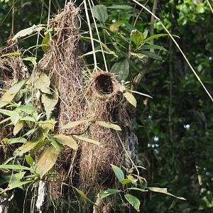 Red-rumped cacique nests, 2025-05-17