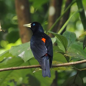 Red-rumped cacique (Cacicus haemorrhous), 2025-05-17