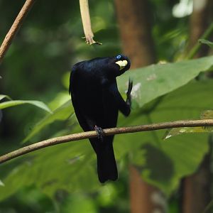 Red-rumped cacique (Cacicus haemorrhous), 2025-05-17