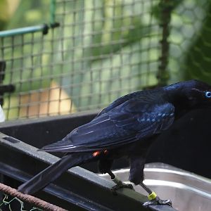 Red-rumped cacique (Cacicus haemorrhous), 2025-05-17