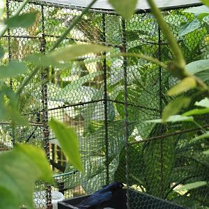 Bird feeding and catch cage in Burgers' Zoo, 2025-05-17